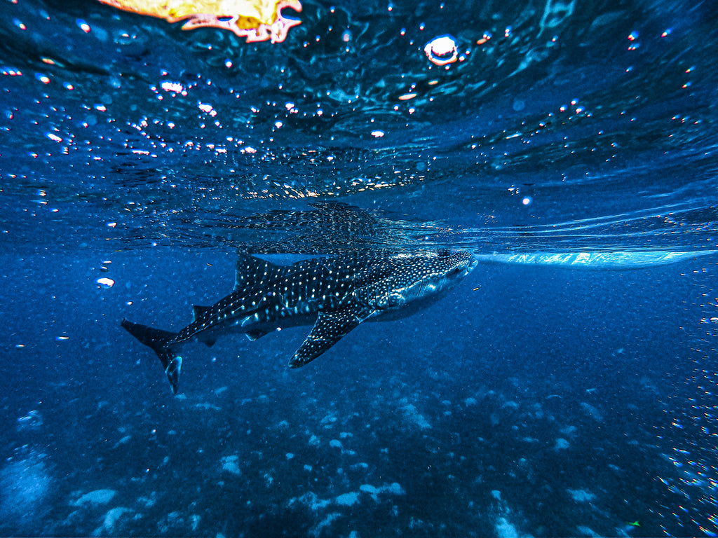 International Whale Shark Day:  The Gentle Giants Of The Sea