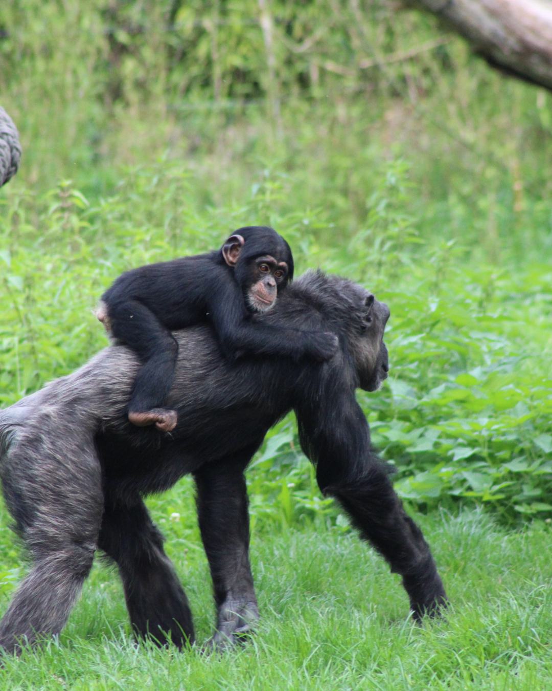 World Bonobo Day