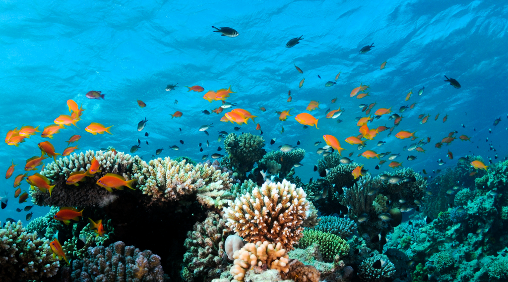 The Importance of "Under Sea Cities" - Our Coral Reefs