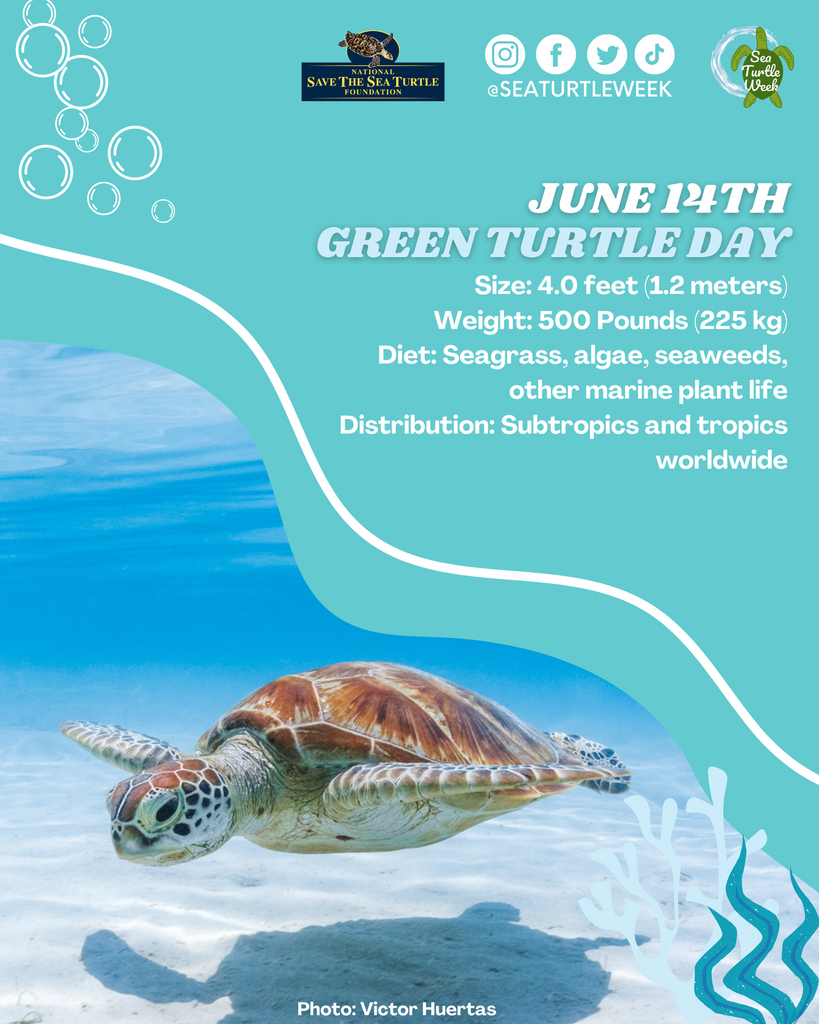 Green Turtle Day: Celebrating a Marine Marvel in the Indian Ocean