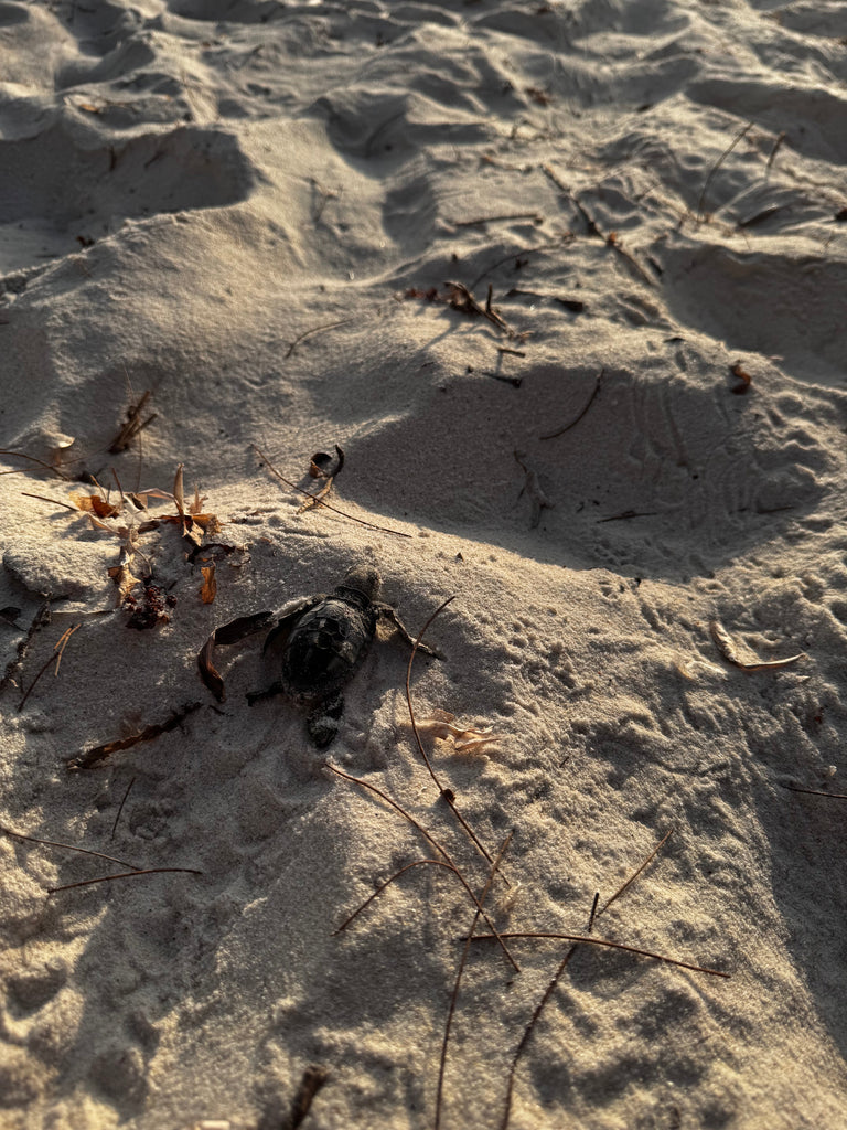Join Ocean Sole’s Mission to Save Sea Turtles