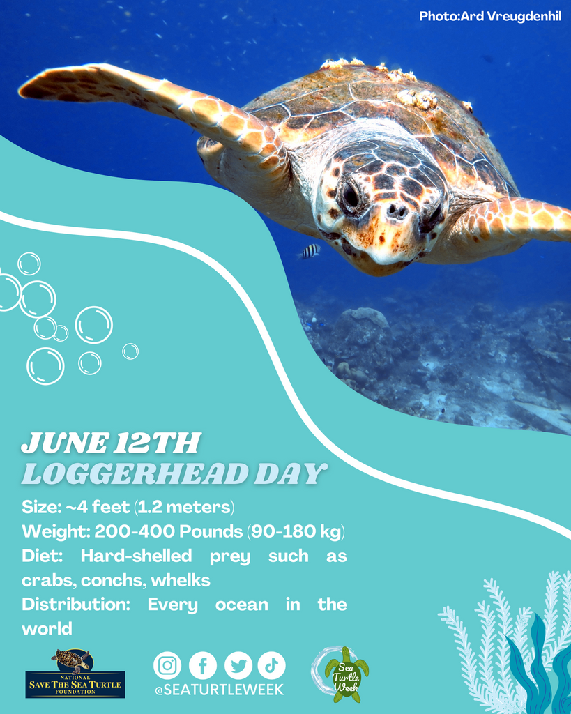 Loggerhead Turtle Day: A Journey to Save an Ocean Icon