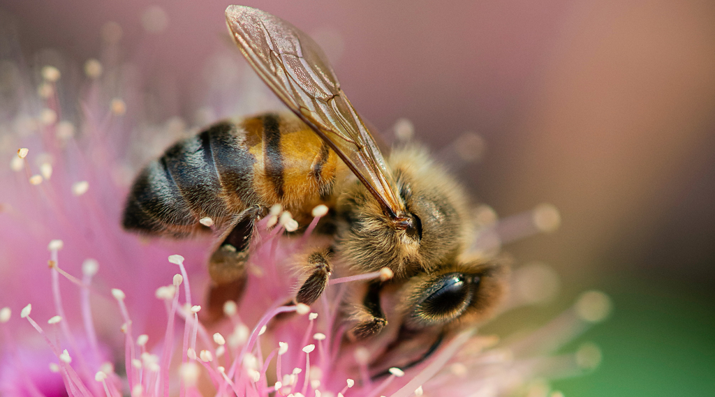 As Sweet as Honey - National Honey Bee Day