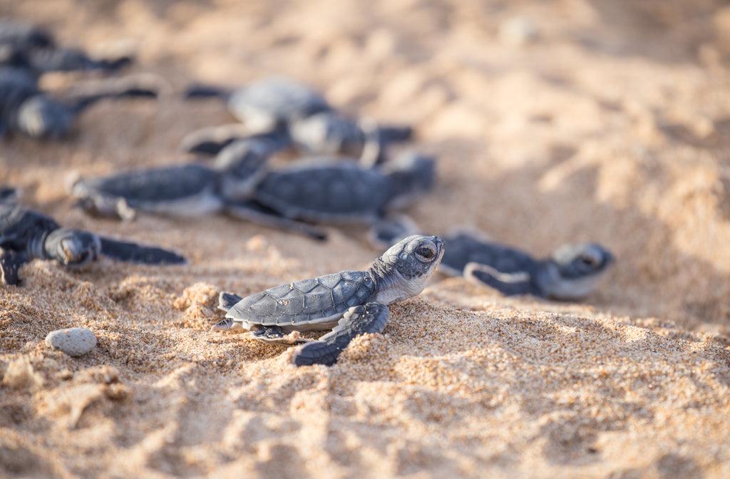 The Journey to Sea Turtle Conservation- A Personal Reflection