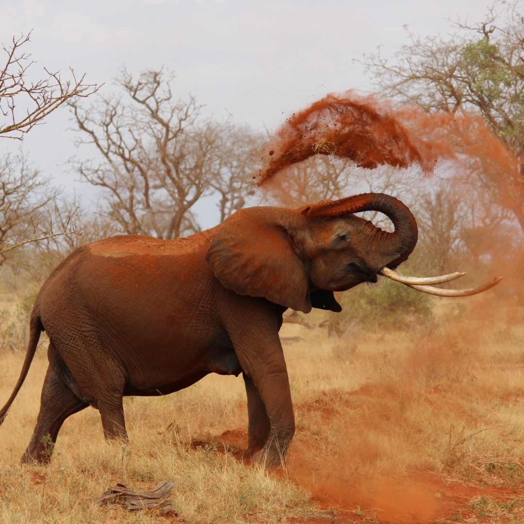 World Wildlife Day
