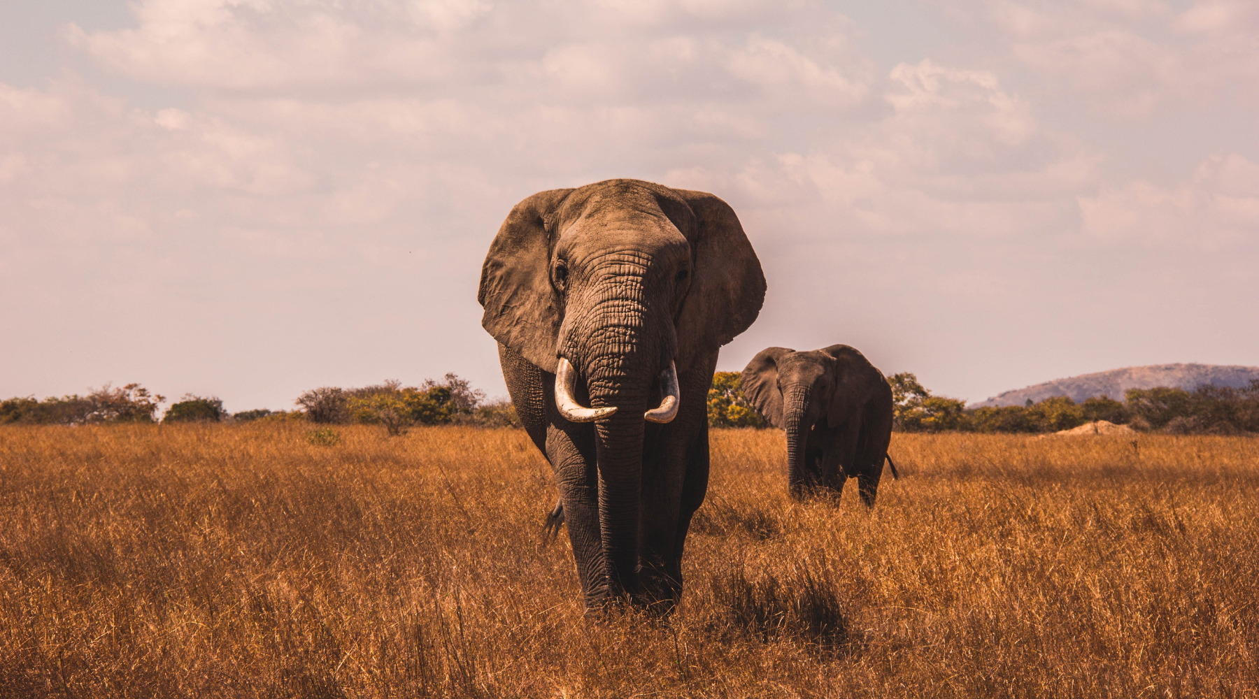 World Elephant Day: Dedicated to Preserving Our "Gentle Giants"