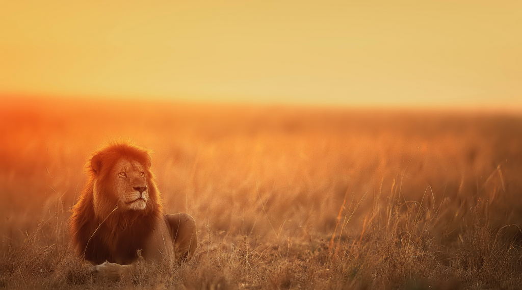 World Lion Day: Let's Protect the "Kings of the Jungle"