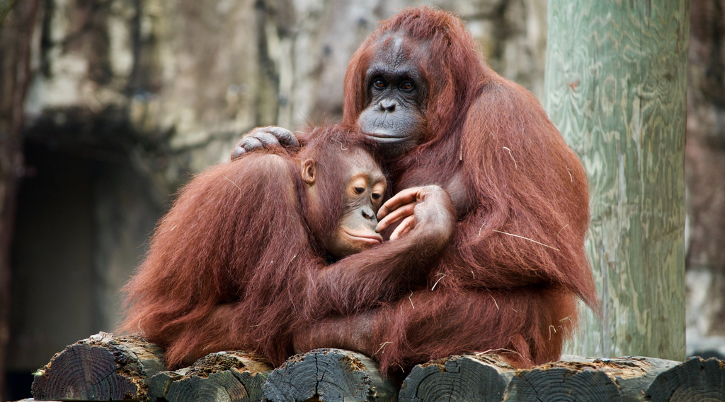 World Orangutan Day: Our "Humans of the Forest"