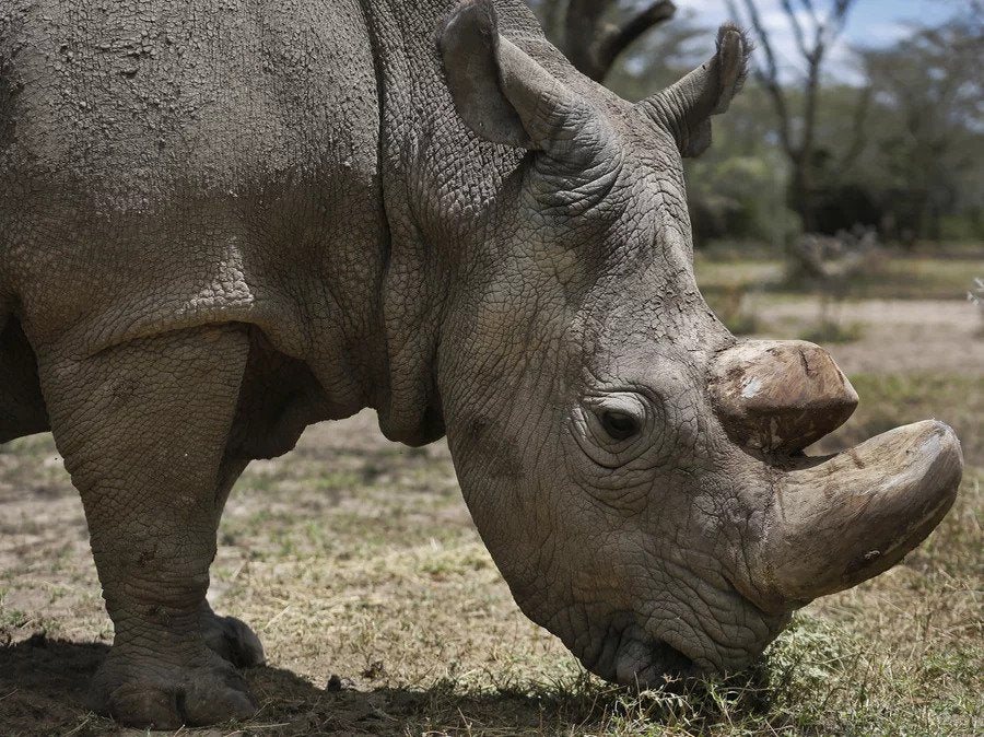 National Endangered Species Day