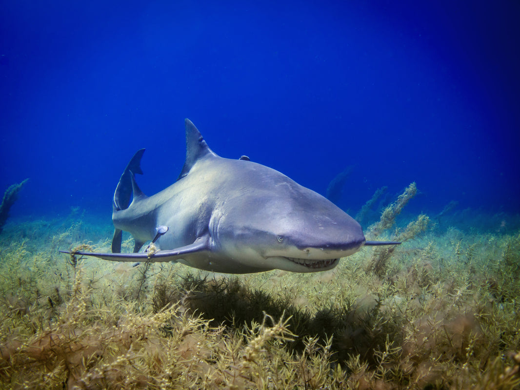 Sharks: Arguably One of the Most Feared Animals in the World