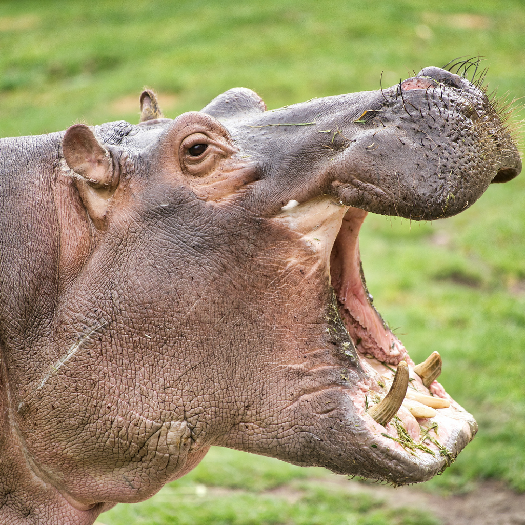 Danger Facing The Hippo: World Hippo Day