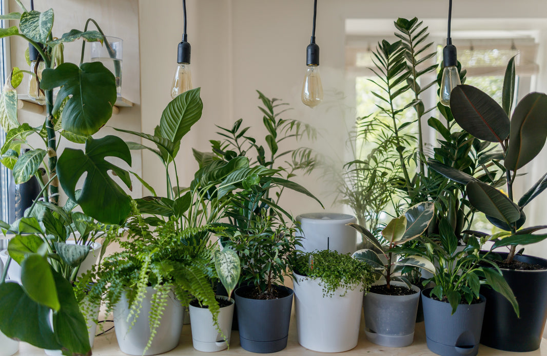 National Houseplant Appreciation Day