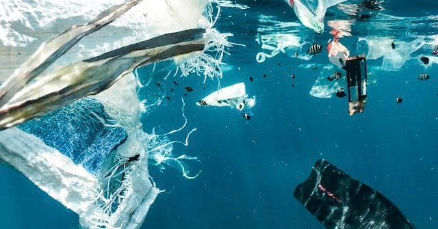 Save The Ocean: Taking Action From Home