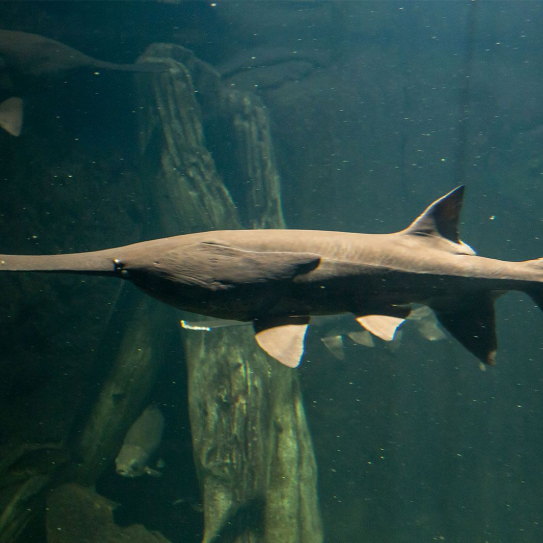 National American Paddlefish Day