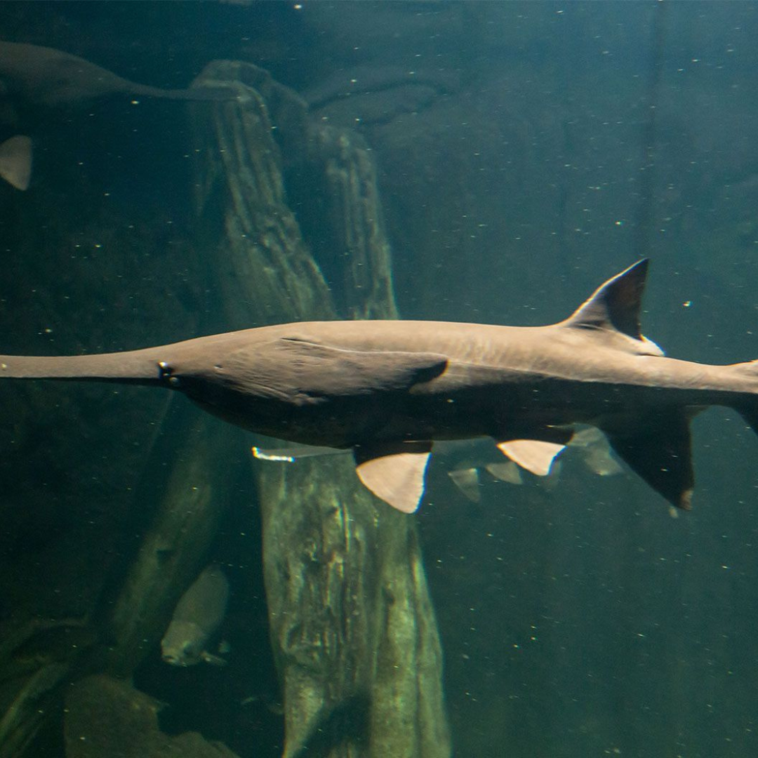 National American Paddlefish Day Ocean Sole