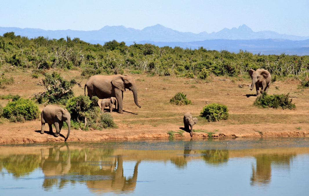 Human Actions and Effects on Wildlife