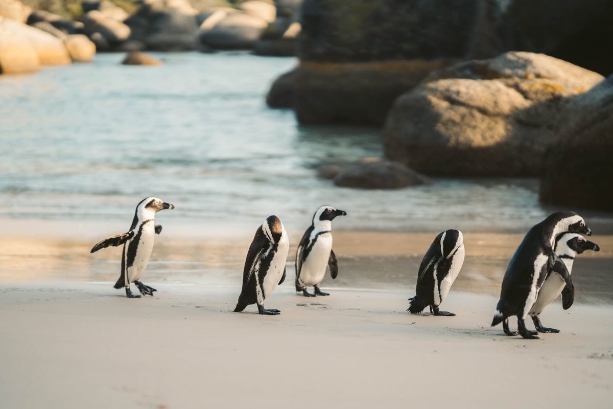 Penguin Awareness Day – Ocean Sole