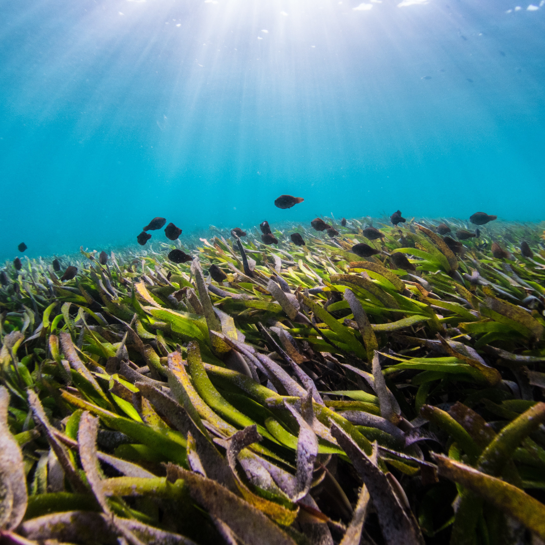 World Seagrass Day