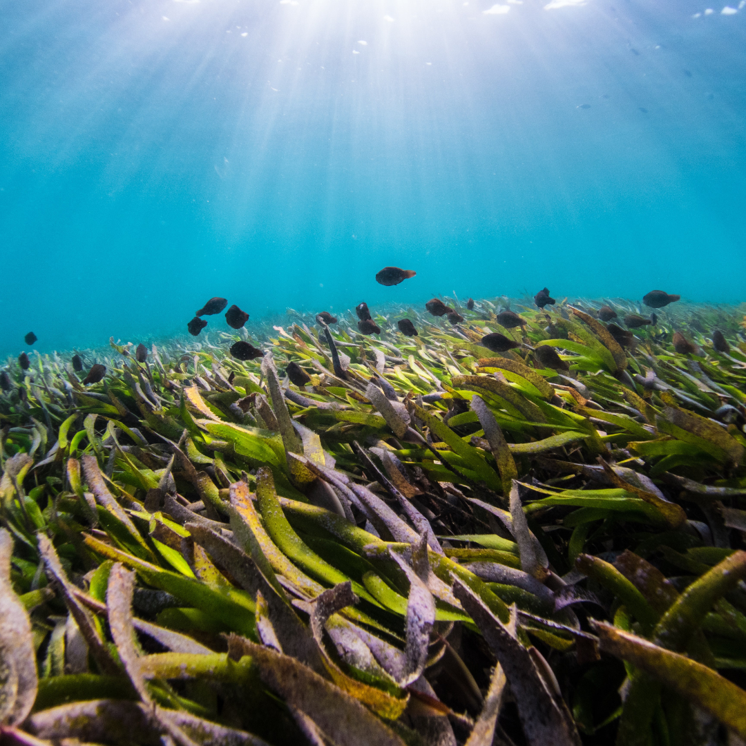 World Seagrass Day – What is it all about?