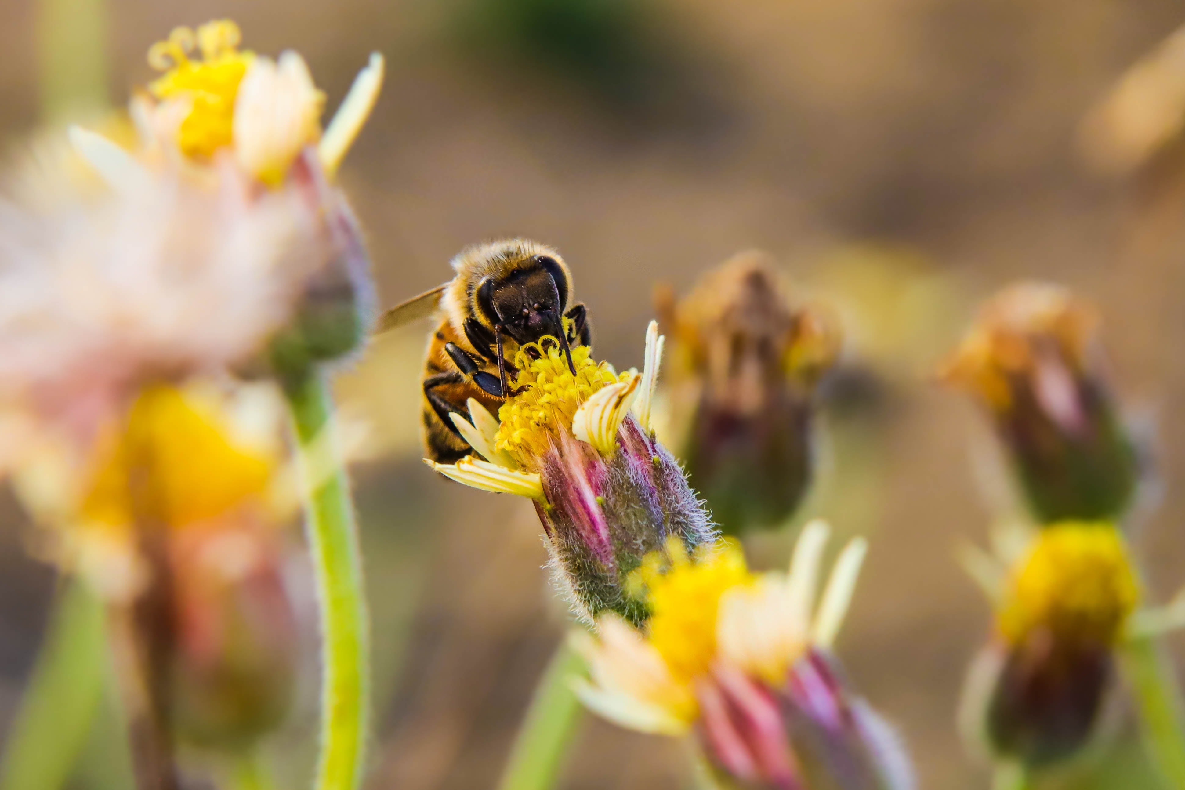 World Pollinator Week