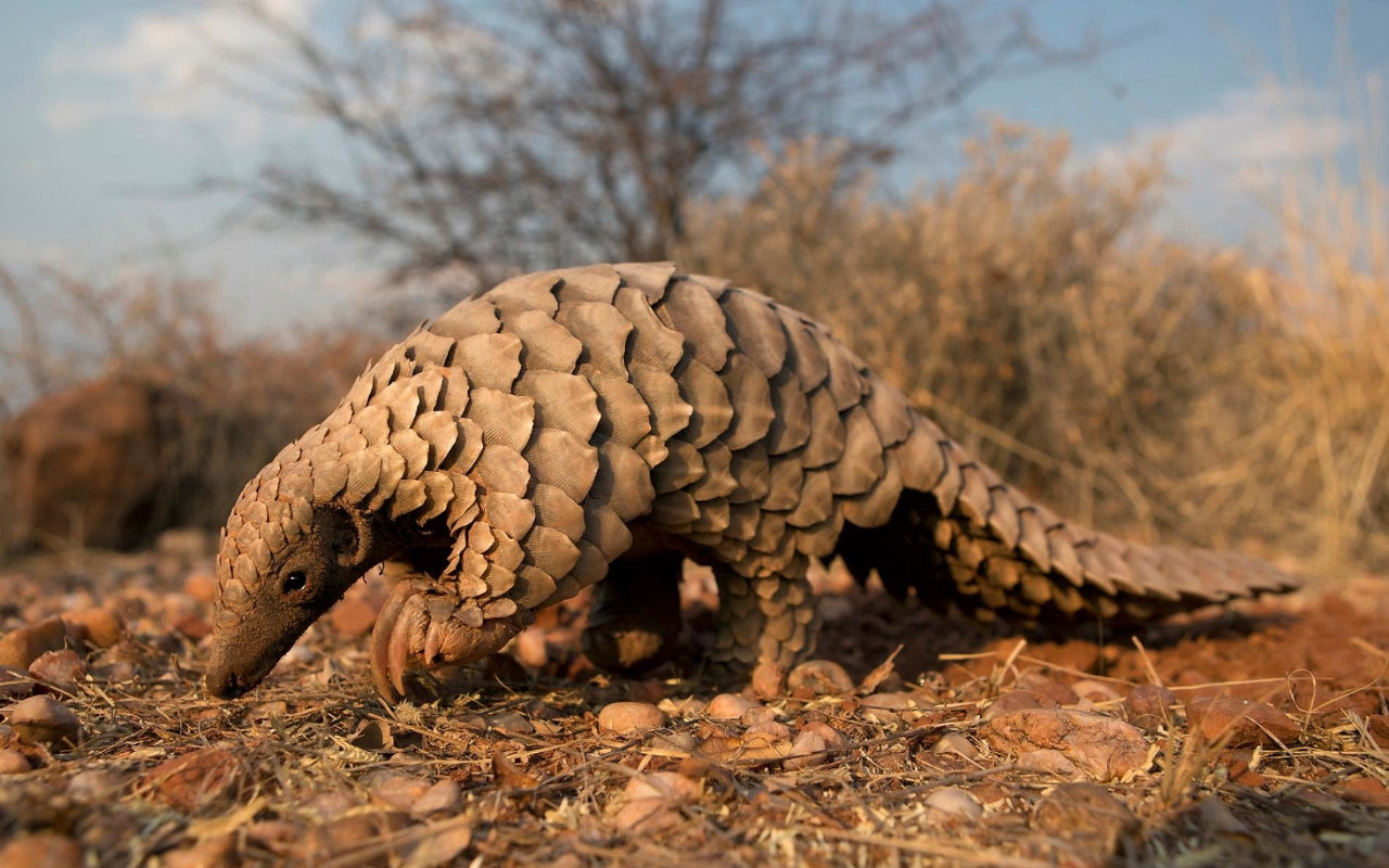 World Pangolin Day