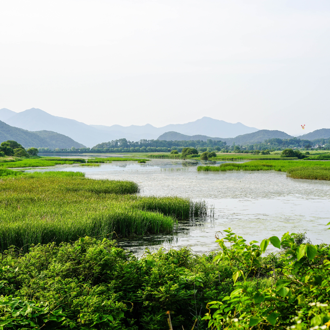 World Wetlands Day