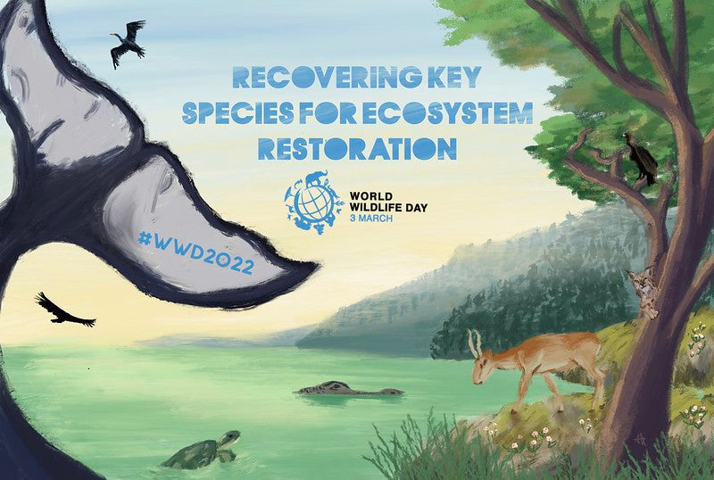 How You Can Help Ocean Sole This World Wildlife Day