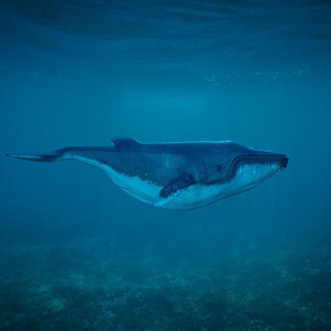 The Gentle Giants Of The Sea: World Whale Day